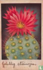 Cactus met rode bloem