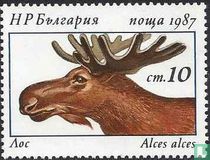 Deer 