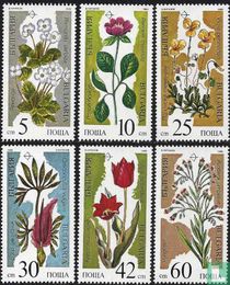 Fleurs acheter