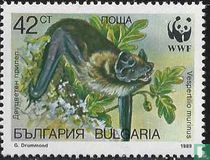 Bats