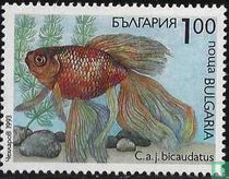 Carassius auratus bicaudatus