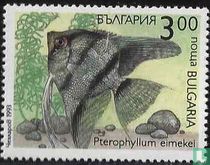 Pterophyllum eimekei