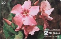 Jalapa-do-Campo.  Mandevilla sp.