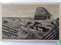Groeten van Texel, schapenkudde