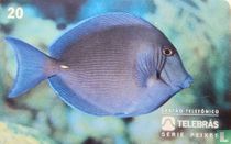 Barbeiro. Acanthurus Chirurgus.Doctorsvis.