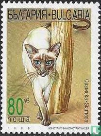 Chats