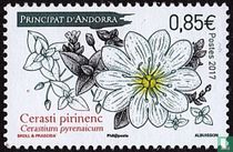 Chickweed