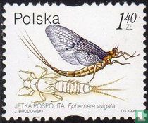 Insectes aquatiques