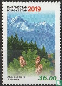 Sapin argenté de Semenov