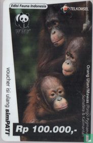 Fauna Indonesia - Orang Utan