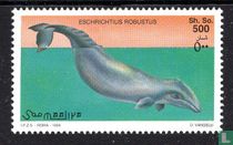 Baleines