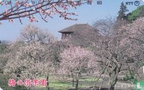 Plum Trees of Kairaku Gardens