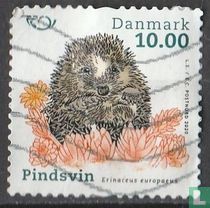 Hedgehog