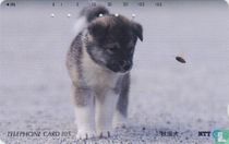 Akita Puppy Watching Flying Bug