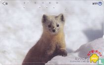 Animals of The North - Sable