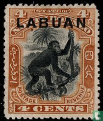Orang-outan de Bornéo