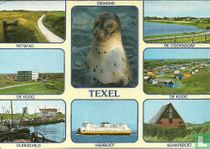 Texel