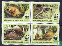 Phataginus tricuspis