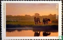 L’île d’Assateague
