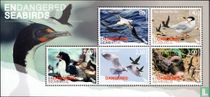 Endangered Seabirds