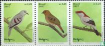 Oiseaux