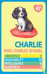 Charlie - King Charles Spaniel