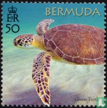 Protection of turtles