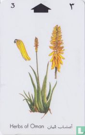 Aloe Vera