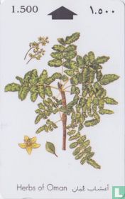 Frankincense (Boswellia sacra) 
