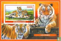 Tigers