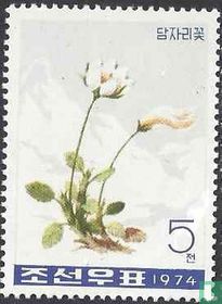Bergblumen kaufen