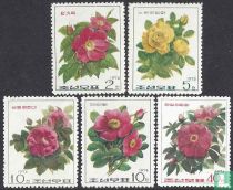 Roses for sale