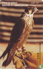 Saker Falcon