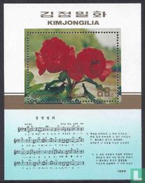Kimjongilia bloem kopen