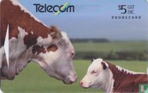 Hereford Cattle