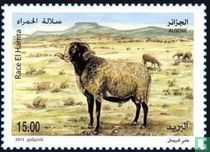 Sheep