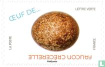 Bird eggs