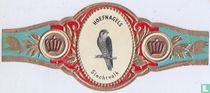Peregrine falcon