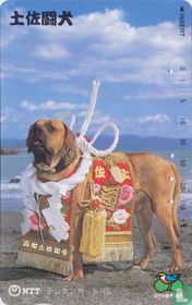 Decorated Dog - Fighting dog