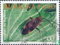 Insectes  