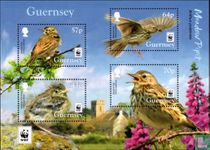 Meadow pipit