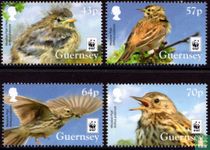 Meadow pipit