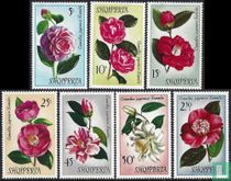 Camelia's kopen
