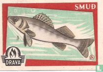 SMUD