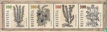Plantes médicinales