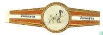 Chien perdrix bretonne