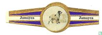 Chien perdrix bretonne 