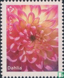 Dahlia
