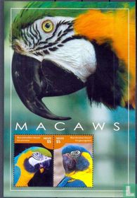 Macaw