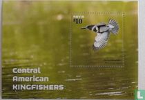 Belted kingfisher